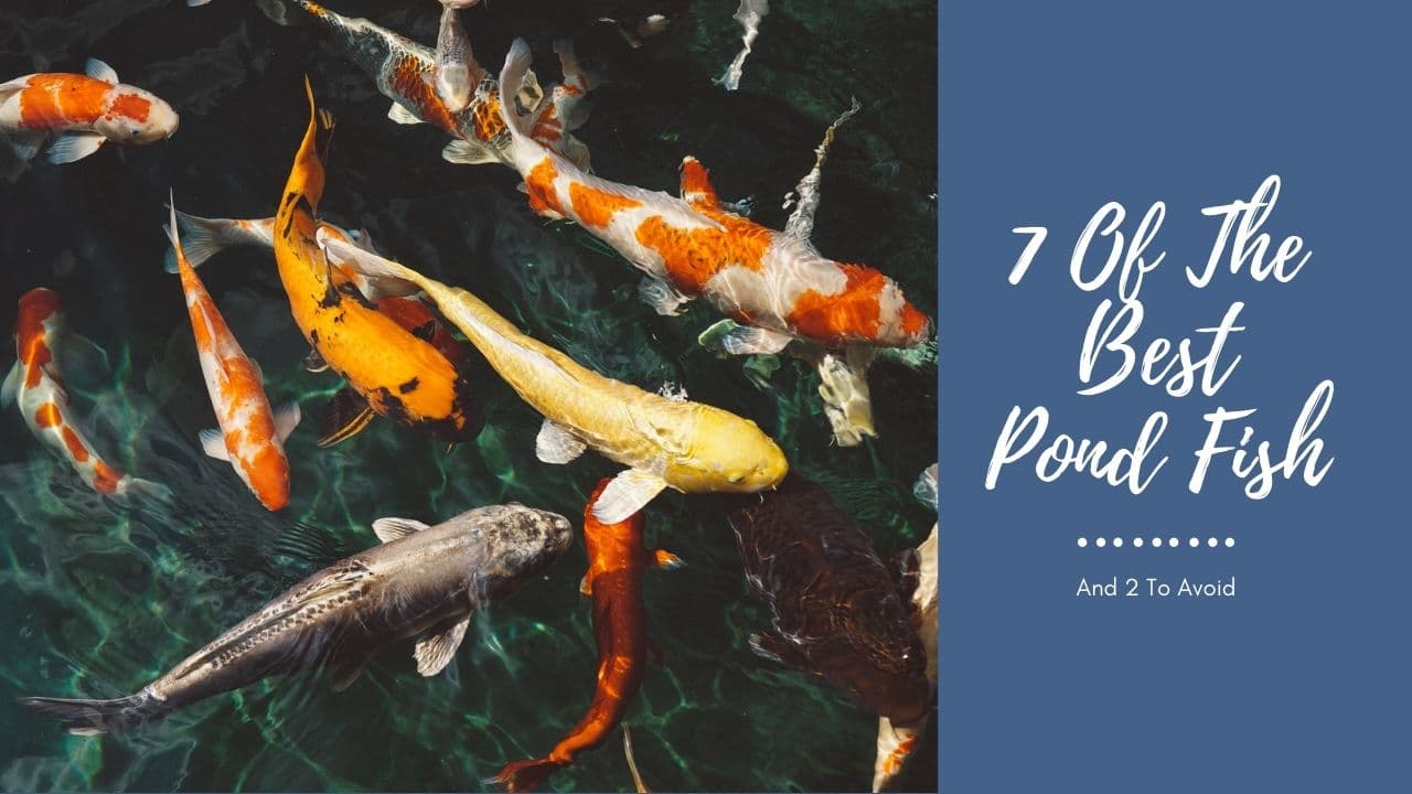 7 Best Pond Fish For Your Garden Pond - Aquariumstoredepot