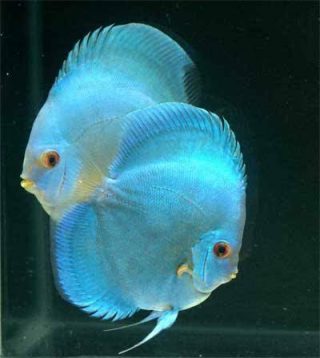 21 Types of Discus Fish: A Visual Guide to Every Major Variety