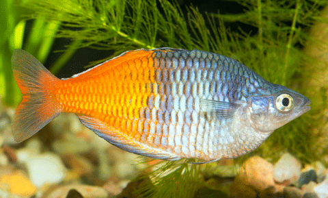 Rainbow Fish in Aquarium