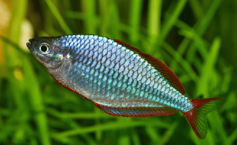 Rainbow Fish in Planted Tank