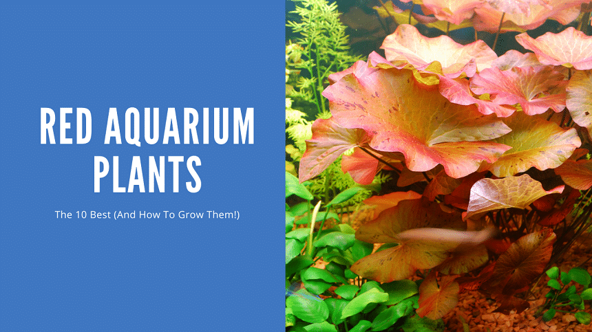 Red Aquarium Plants