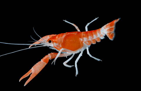 Red-Crayfish