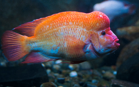 Red-Devil-Cichlid-As-An Adult