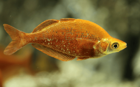 Red-Irian-Fish