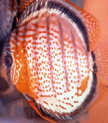 Red-Spotted-Green-Discus