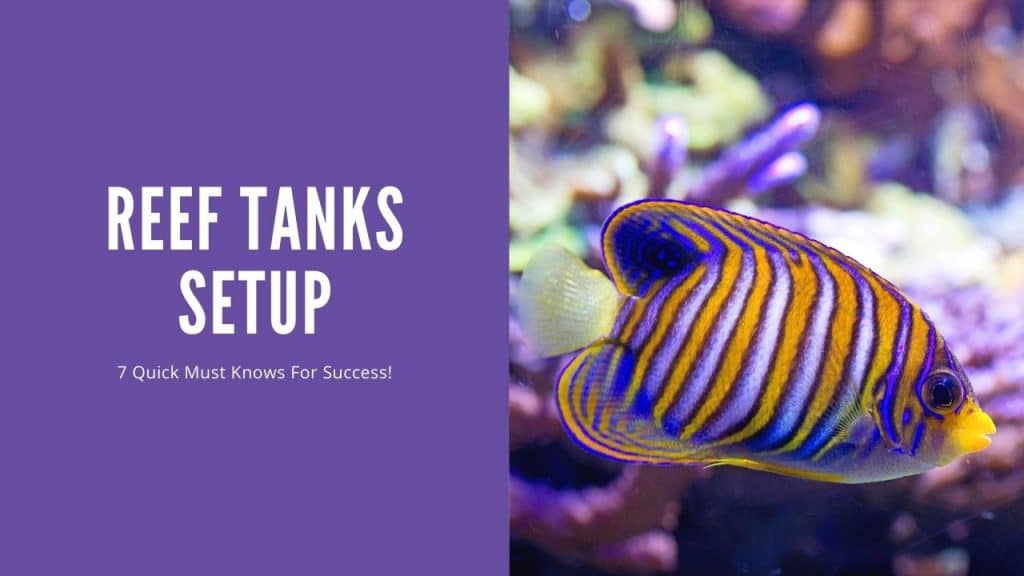 Reef Tanks Setup 7 Quick Must Knows For Success AquariumStoreDepot