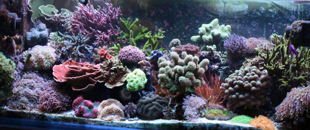 View of Saltwater Aquarium Selection Guide: How to Choose the Right Tank From ...