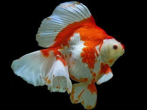 Ryukin-Goldfish