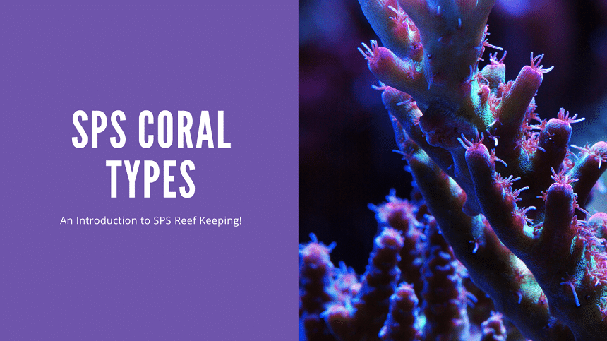 SPS Coral Types