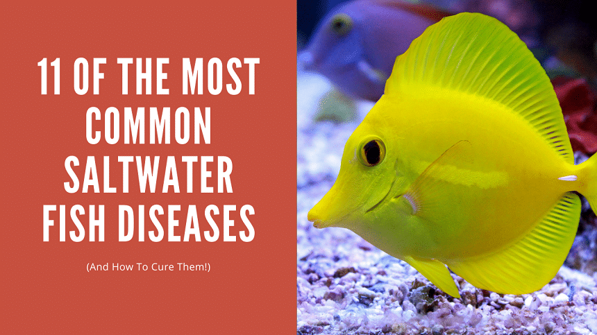 11 of the Most Common Saltwater Fish Diseases (AND HOW TO CURE THEM!) - AquariumStoreDepot