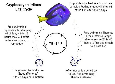 Saltwater Ich Life Cycle
