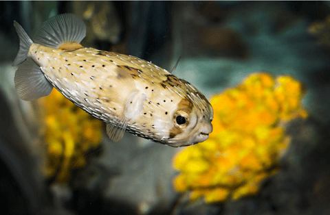 Saltwater Puffer Fish