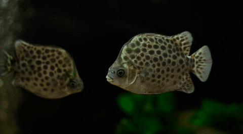 Scat Fish in Aquarium