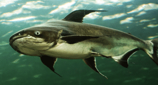 15 Aquarium Fish That Start With S (Species Reference Guide ...