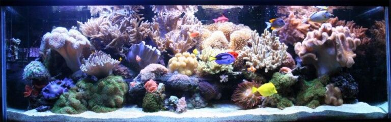 Setting Up an Indoor Coral Reef for Beginners