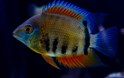 Severum Cichlid Fish