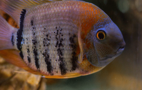 Severums Fish