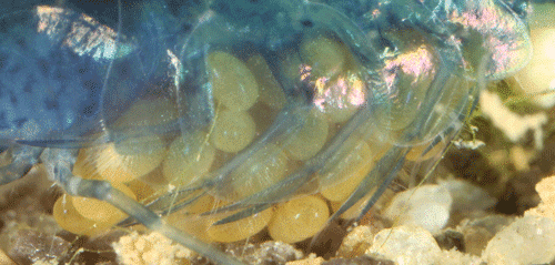 Shrimp Breeding