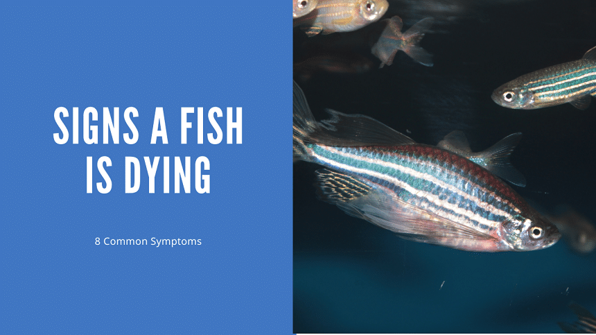 Signs That A Fish Is Dying