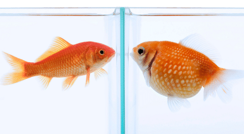 Slim-bodied vs Fancy Goldfish
