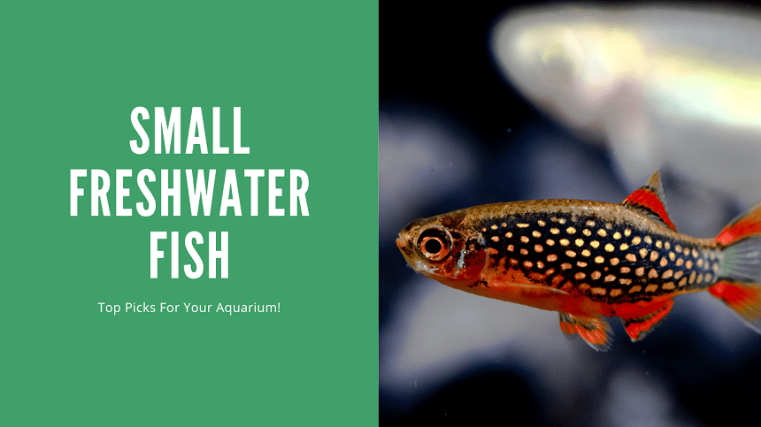 Small Freshwater Fish