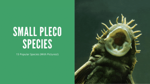 Small Pleco Species