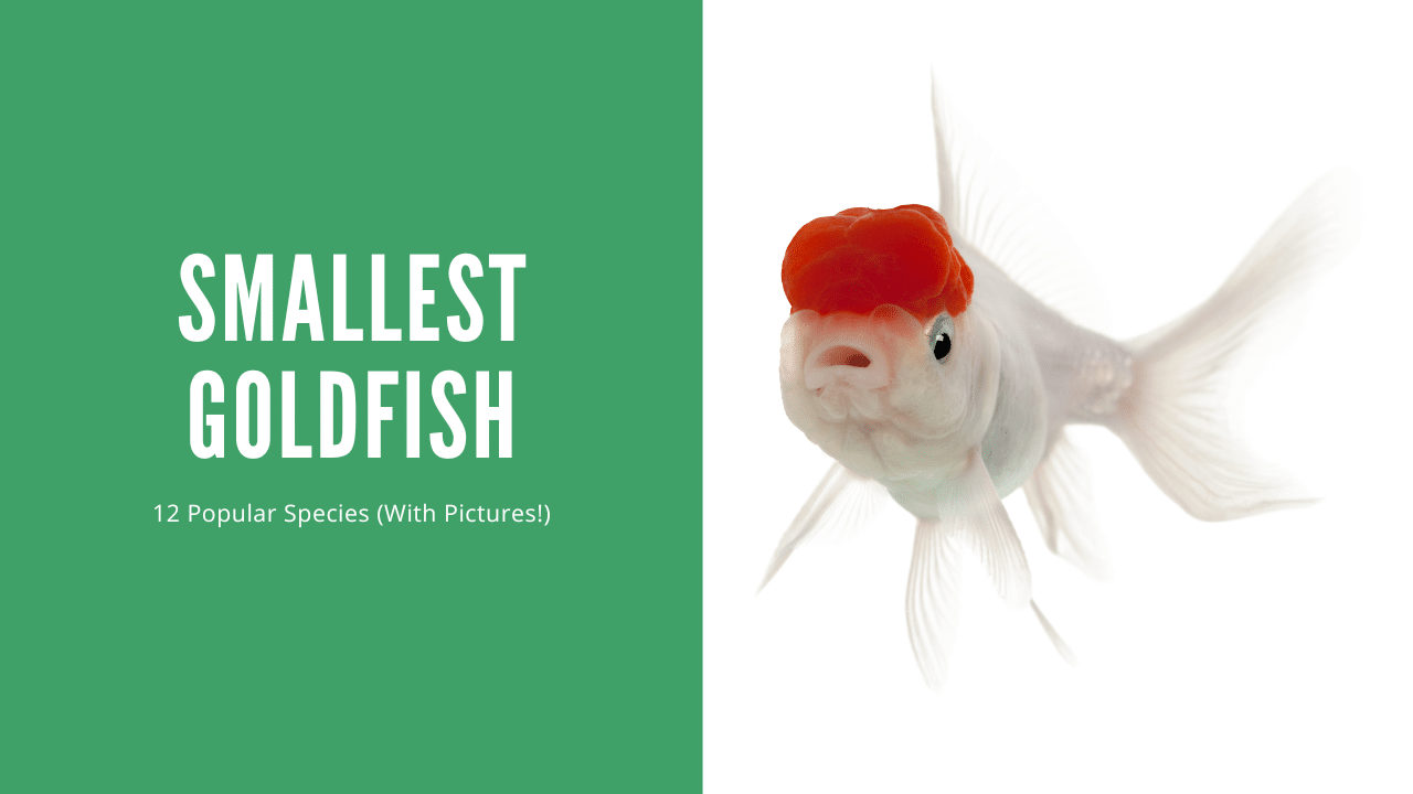 Smallest Goldfish