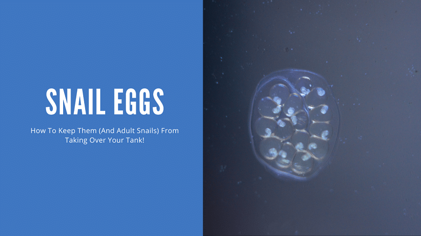 Snail Eggs