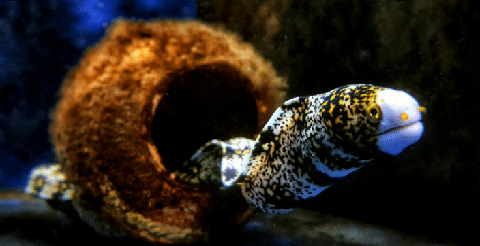Snowflake Eel in Aquarium