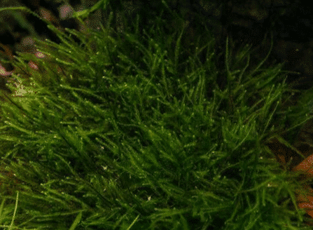 Spiky Moss