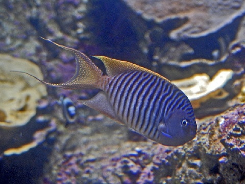 Spotbreast Angelfish in Reef Tank