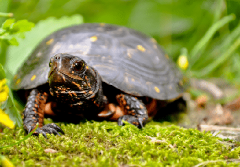 Spotted-Turtle