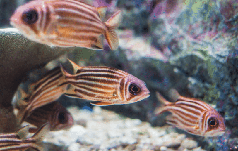 Squirrel Fish In Aquarium