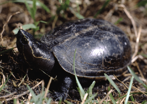 Striped-Mud-Turtle