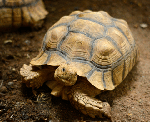 Sulcata-Tortoise