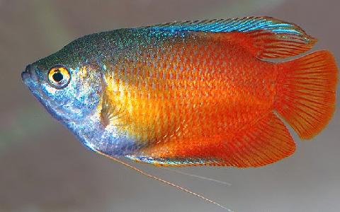 Sunset Gourami Fish