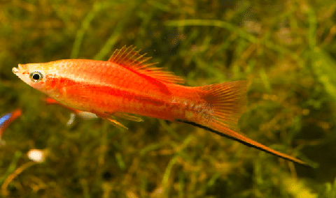 Swordtail Fish in Planted Tank