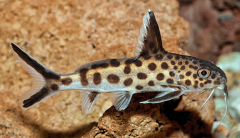 Synodontis-Catfish
