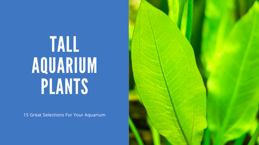 Tall Aquarium Plants