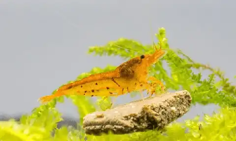 Tangerine Tiger Shrimp