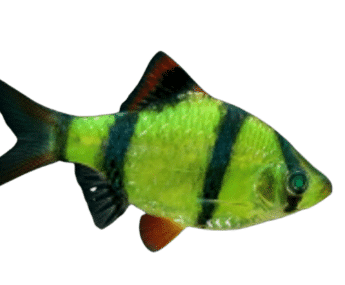 Tiger Barb