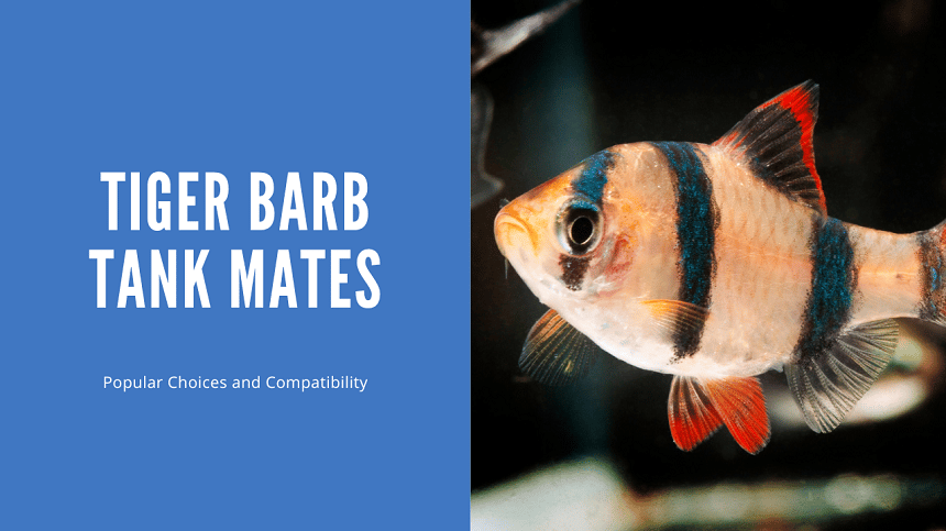 Redtail Catfish: Size, Food, Tank Mates, Care… - Everything Fishkeeping