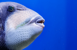 20 Fish With Ugly Teeth: Nature's Most Terrifying Bites ...