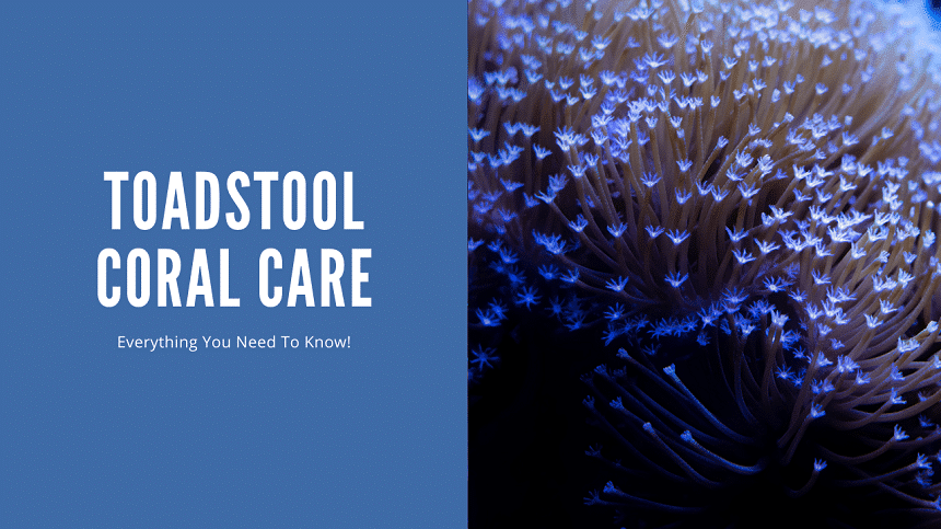 Toadstool Coral Care