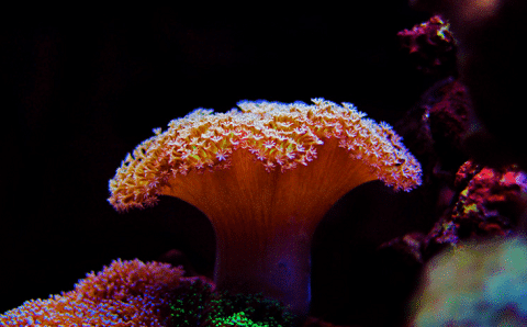 Toadstool Coral in Reef Tank