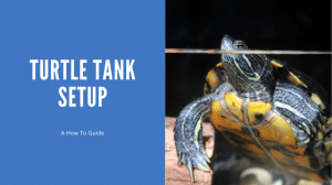 Turtle Tank Setup