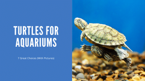Turtles For Aquariums