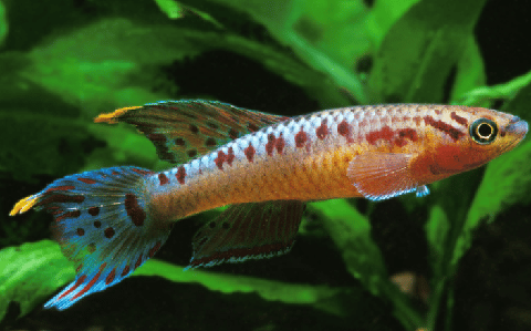 Two-Stripe-Lyretail-Killifish