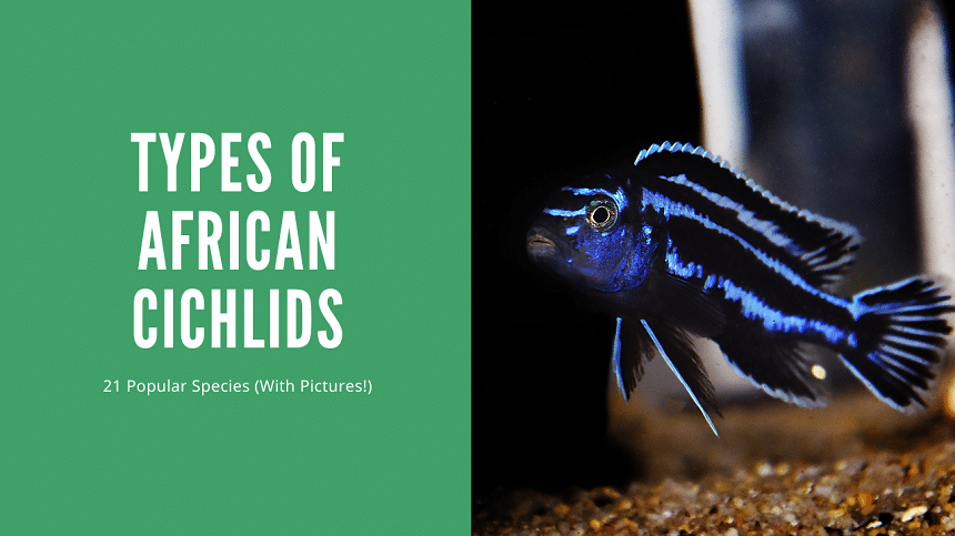 Types Of African Cichlids
