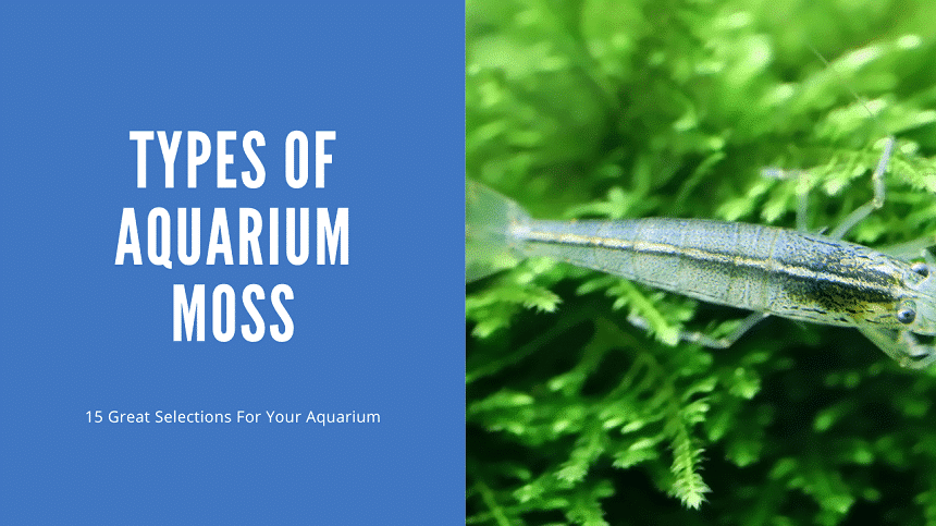 Types Of Aquarium Moss